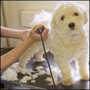 Peluquería Canina en Concepción